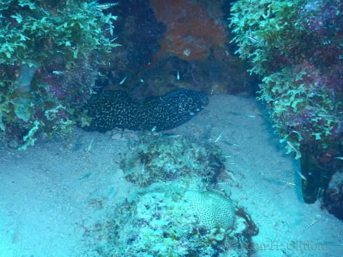 Spotted Moray