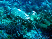 Hawksbill Turtle