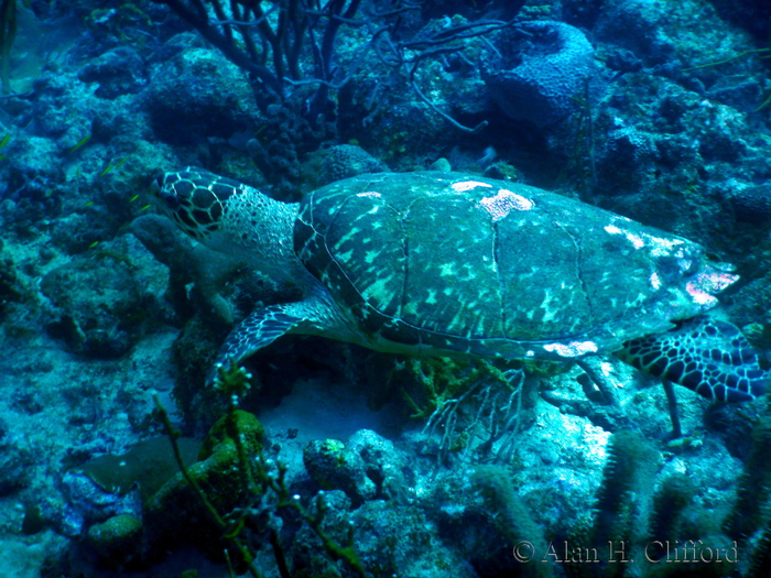 Hawksbill Turtle