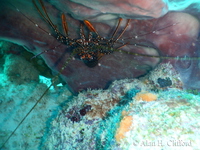 Spiny Lobster