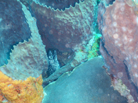 Spotted Moray