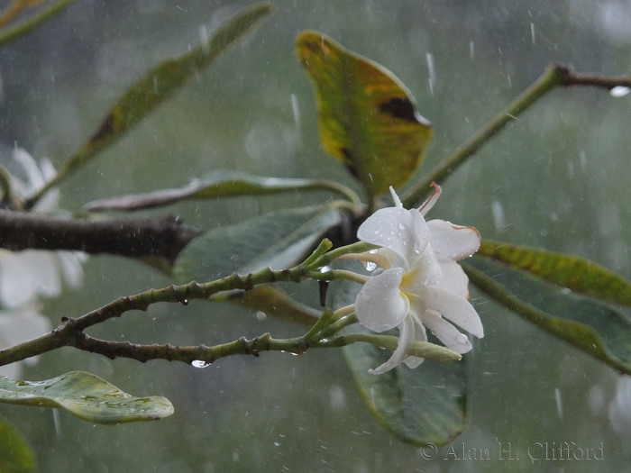 Rain at Rockley