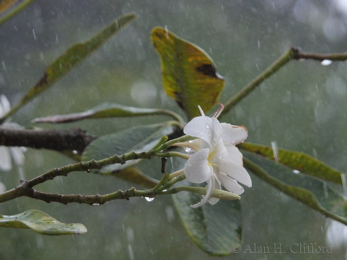 Rain at Rockley