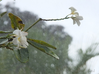 Rain at Rockley