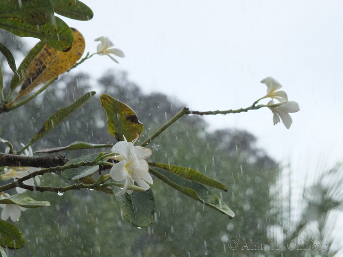 Rain at Rockley