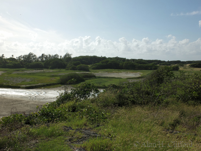 Chancery Lane Swamp