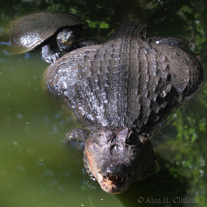 Caiman and Turtle