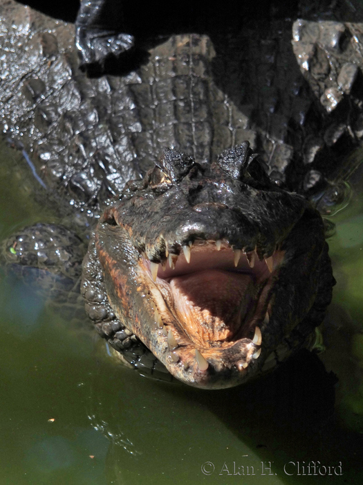 Caiman