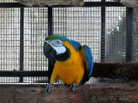 Blue and Gold Macaw