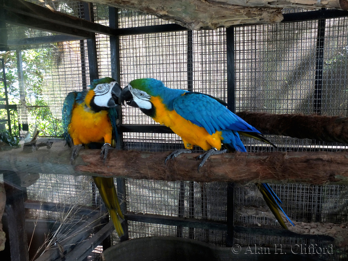 Blue and Gold Macaws