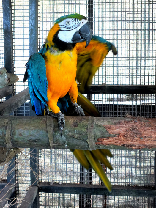 Blue and Gold Macaws