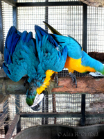 Blue and Gold Macaws