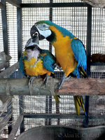 Blue and Gold Macaws