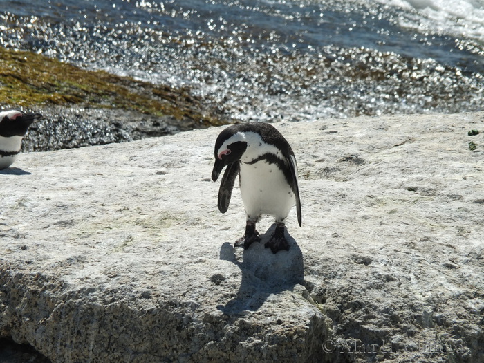 Penguin