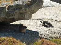 Penguin and Dassie