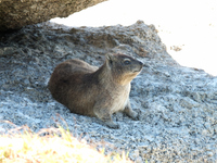 Dassie