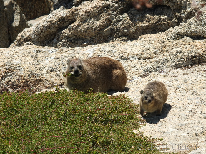 Dassies