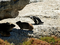 Penguin and Dassies