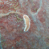 Small Bearded Fireworm