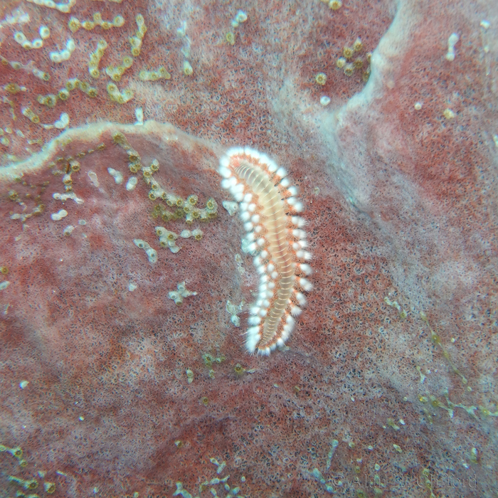 Small Bearded Fireworm