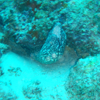 Spotted Moray