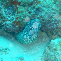 Spotted Moray