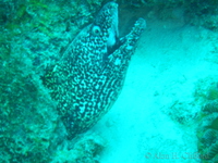 Spotted Moray