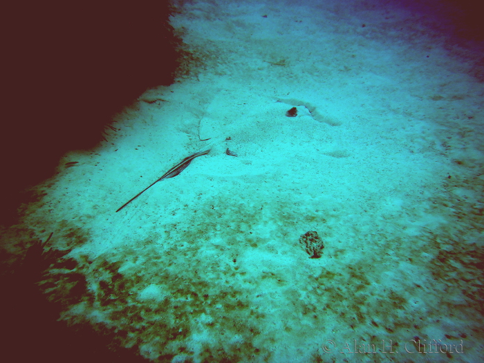 Stingray