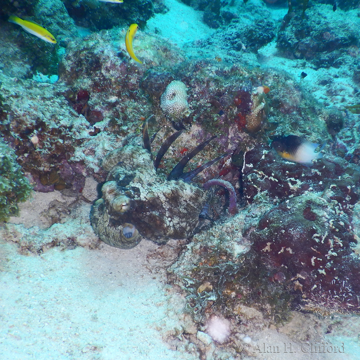 Octopus eating a lionfish