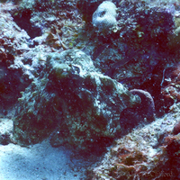 Octopus eating a lionfish