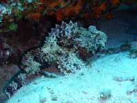 Stonefish