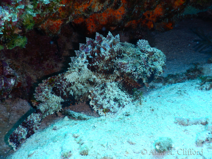 Stonefish