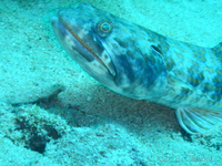 Sand Diver