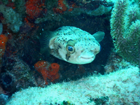 Porcupine Fish