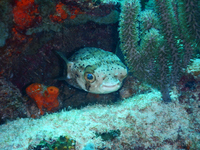 Porcupine Fish