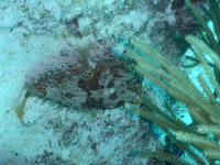 Balloonfish