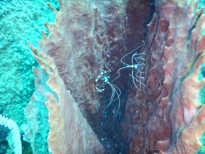 Banded Coral Shrimp