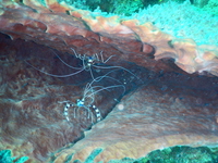 Banded Coral Shrimp