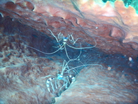 Banded Coral Shrimp