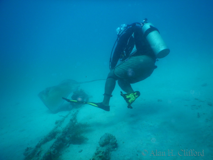 Stingray