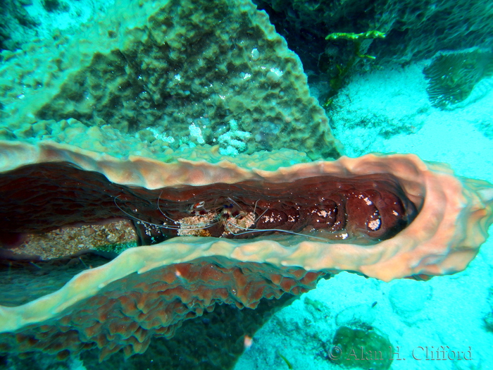 Banded coral shrimp and sponge