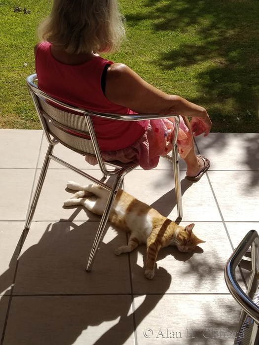 Cat visitor during Lockdown at Langebaan