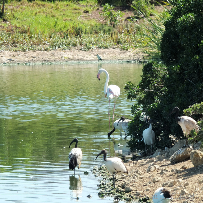 Birds at Langebaan Country Estate