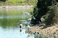 Birds at Langebaan Country Estate