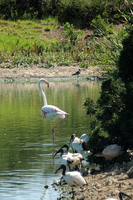 Birds at Langebaan Country Estate