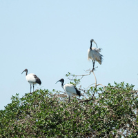 Birds at Langebaan Country Estate