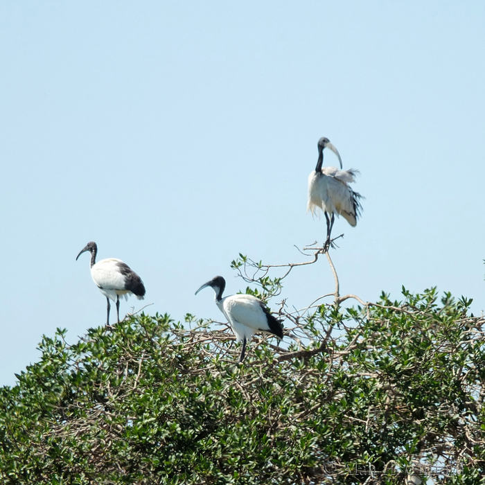 Birds at Langebaan Country Estate