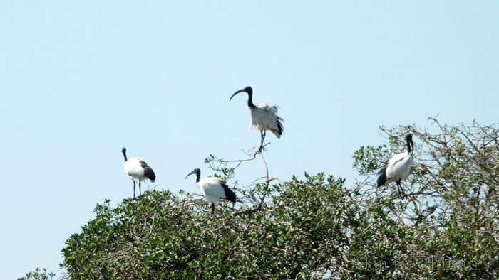 Birds at Langebaan Country Estate