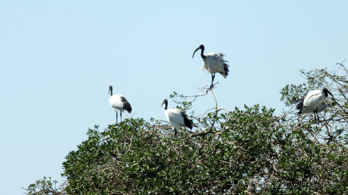 Birds at Langebaan Country Estate