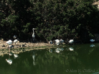 Birds at Langebaan Country Estate